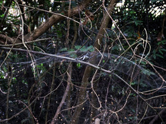 Argyrodes fissifrons