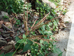 Microstegium ciliatum