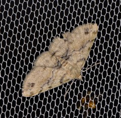 Scioglyptis lithenopa