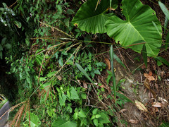 Microstegium ciliatum