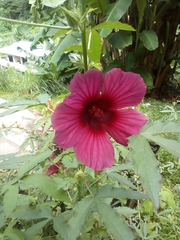 Hibiscus radiatus