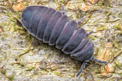 Tetrodontophora bielanensis, Powiat limanowski, Polska, photo 10 of 10