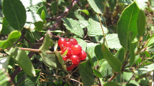 Lonicera periclymenum