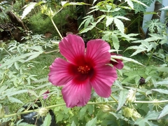 Hibiscus radiatus