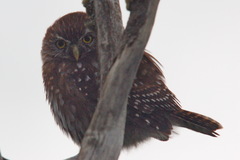 Glaucidium nana