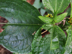 Choreutis basalis