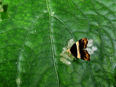 Choreutis basalis