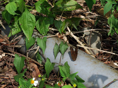 Junonia lemonias aenaria