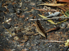 Junonia lemonias aenaria