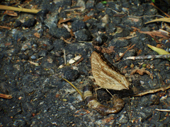 Junonia lemonias aenaria