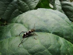 Perissus kankauensis