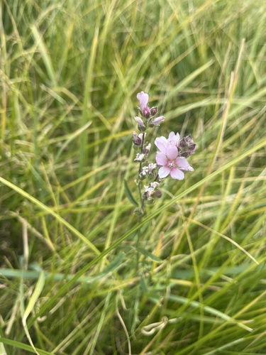 iNaturalist observation photo of Checkerblooms