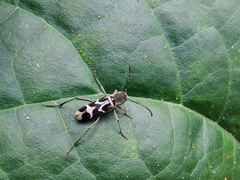 Perissus kankauensis