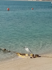 Egretta gularis schistacea