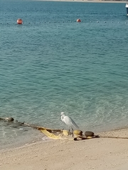 Egretta gularis schistacea