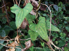 Dioscorea collettii