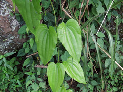 Stemona tuberosa