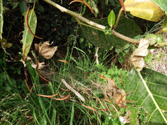 Argyrodes fissifrons