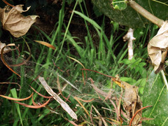 Argyrodes fissifrons