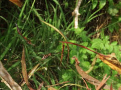 Argyrodes fissifrons