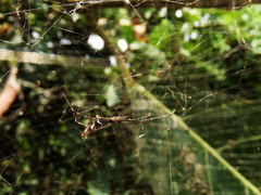 Argyrodes fissifrons