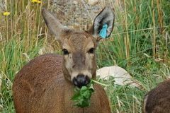 Hippocamelus bisulcus