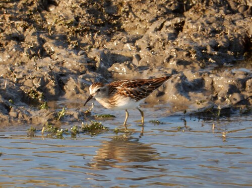 Least Sandpiper