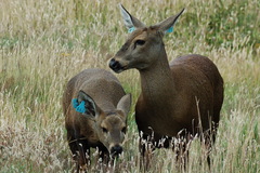 Hippocamelus bisulcus