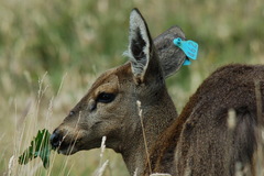 Hippocamelus bisulcus