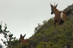 Hippocamelus bisulcus