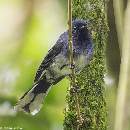 iNaturalist image