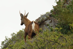 Hippocamelus bisulcus