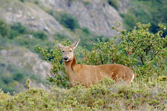 Hippocamelus bisulcus