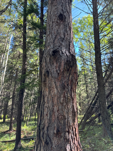 Western larch (Larix occidentalis)