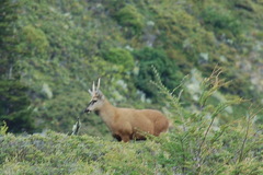 Hippocamelus bisulcus