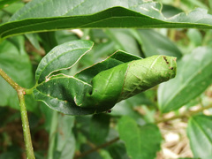 Paroplapoderus tristoides