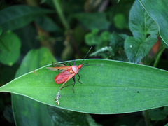 Dysdercus fuscomaculatus
