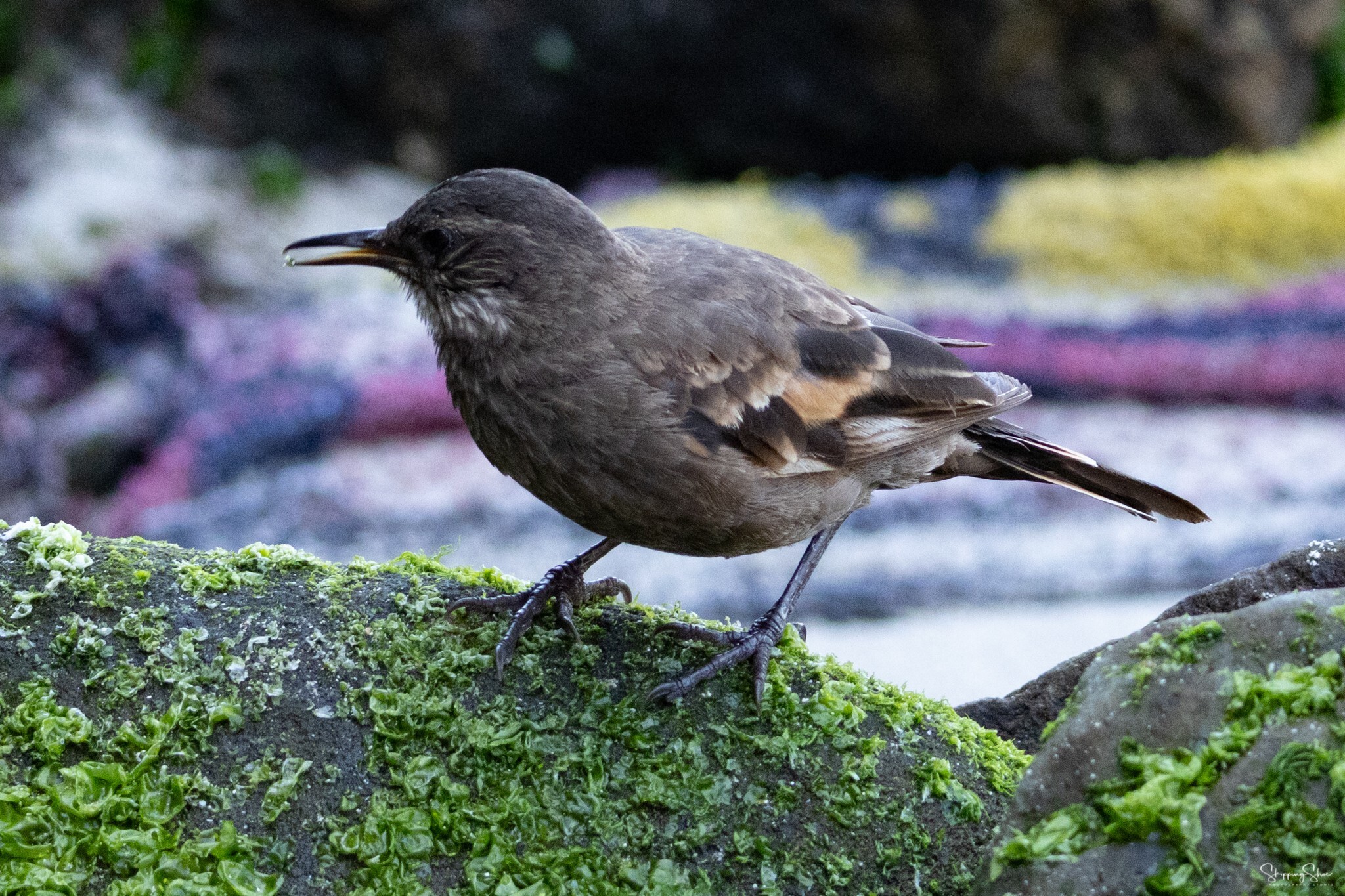 Peruvian Seaside Cinclodes (Cinclodes taczanowskii), photo 6