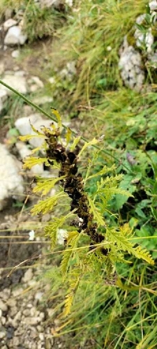 Leafy Lousewort (Pedicularis foliosa)