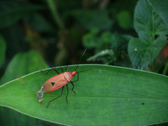 Dysdercus fuscomaculatus