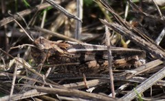 Encoptolophus costalis