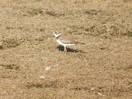 Semipalmated Plover