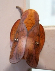 Image of Ptiloscola bipunctata