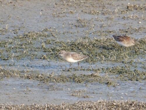 Semipalmated Sandpiper