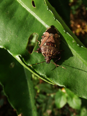Eocanthecona concinna