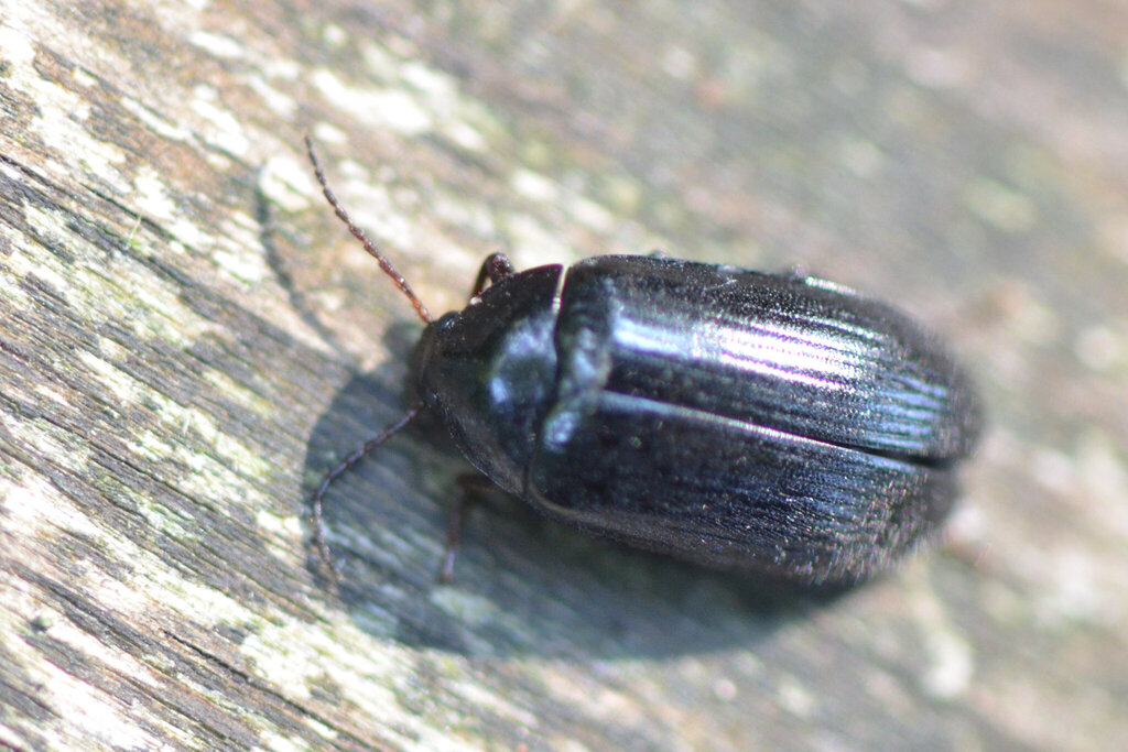 Prionychus melanarius