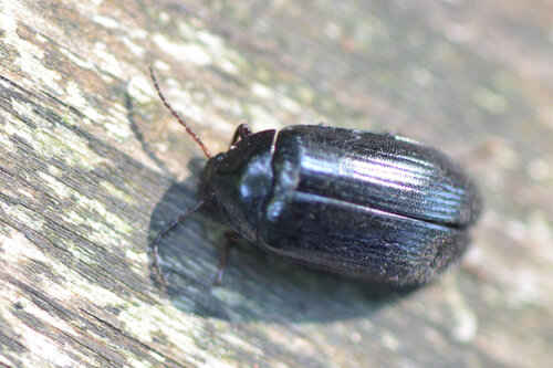 Prionychus melanarius