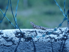 Acanthocercus gregorii