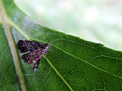 Brenthia formosensis
