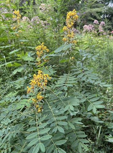 Senna hebecarpa
